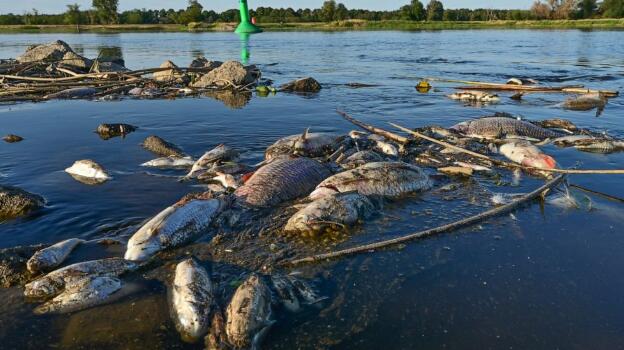 German minister decries ecological catastrophe in Oder River