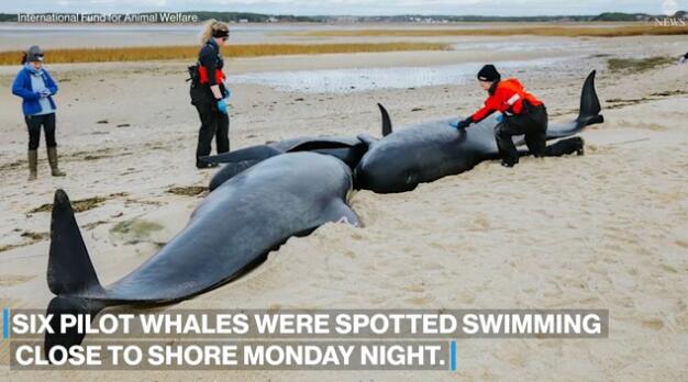 Rescue operations paused for several pilot whales stranded on Massachusetts beach