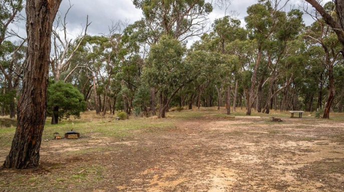 Woman knocked unconscious by man while running in Victorian state forest