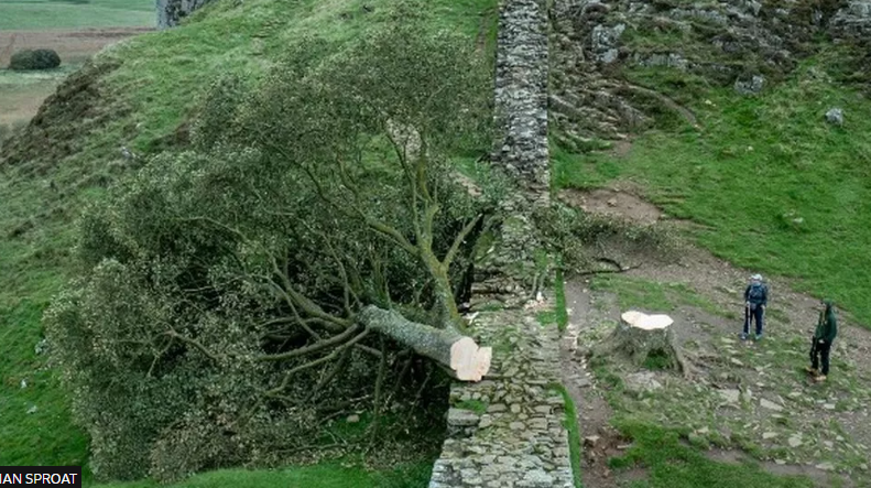 Sycamore Gap: Hadrian’s Wall damage found after tree cut down