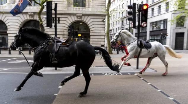 Four injured as runaway military horses bolt through central London